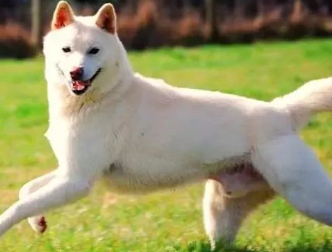 珍岛犬是恶犬吗