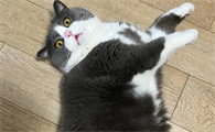 吉霸猫是什么猫品种