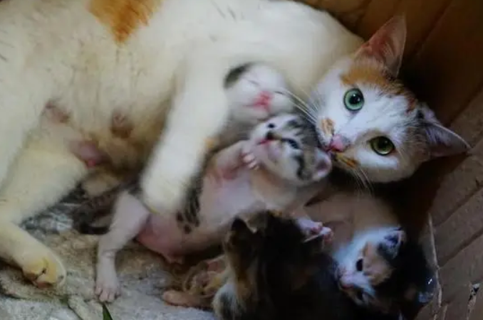 后院猫合法吗