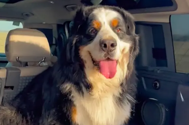 网友养了伯恩犬,被邻居举报是烈性犬,还在群里发消息渲染危险性 网友养了伯恩犬,被邻居举报是烈性犬,还在群里发消息渲染危险性