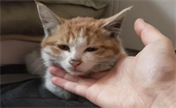 闹猫了是什么意思