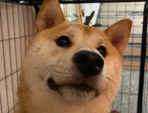 毛发顺滑狗狗