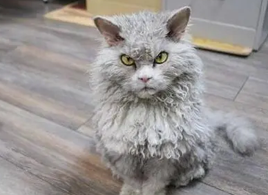 塞凯猫好养吗 塞凯猫好养吗