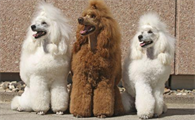 贵宾犬的智商排名