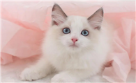 猫的名贵品种都有哪些