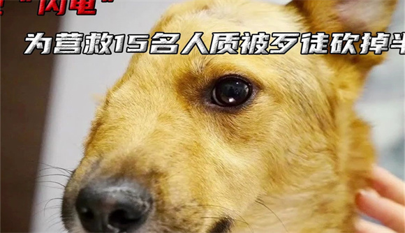 警犬闪电去世
