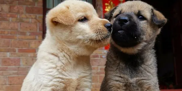 中国国犬是什么品种的狗