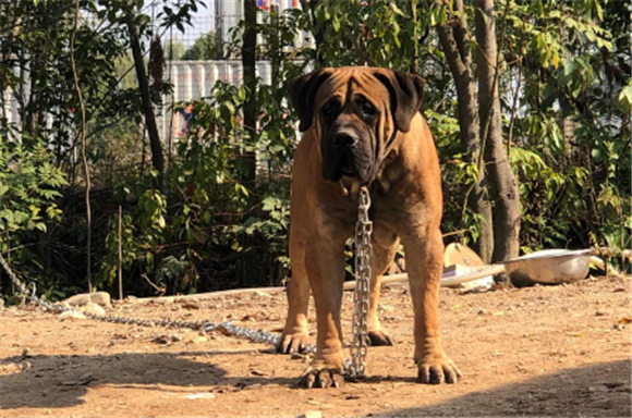 南非赘犬的优缺点 南非赘犬的优缺点