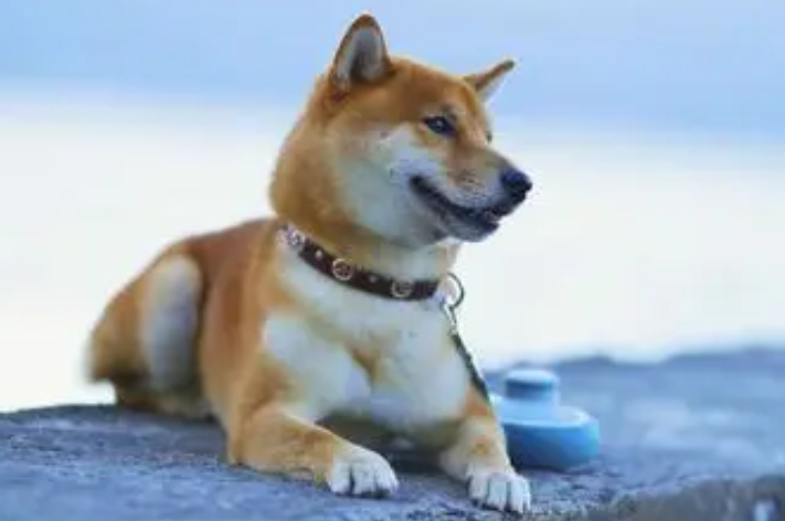 养什么狗招财六种旺财狗