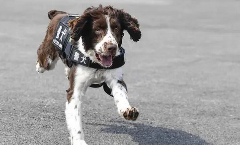缉毒犬有毒瘾吗