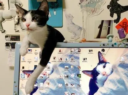 猫咪太黏人!上个厕所回来办公桌被猫占领,只留下冷冰冰的凳子 猫咪太黏人!上个厕所回来办公桌被猫占领,只留下冷冰冰的凳子