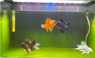 泰狮混养最佳搭配