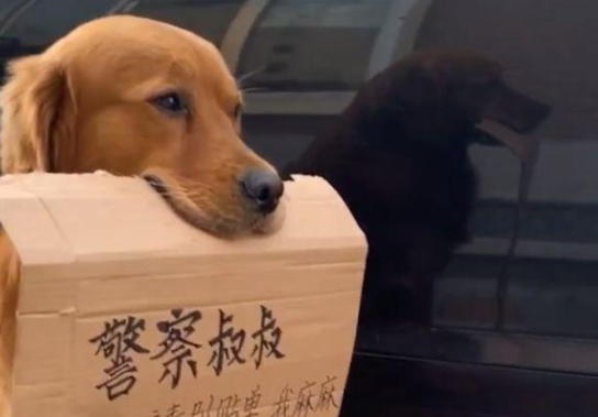 金毛帮主人守车,它嘴叼纸牌乖乖坐着,网友:萌翻了 金毛帮主人守车,它嘴叼纸牌乖乖坐着,网友:萌翻了