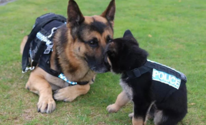 中国警犬是什么品种的狗 中国警犬是什么品种的狗