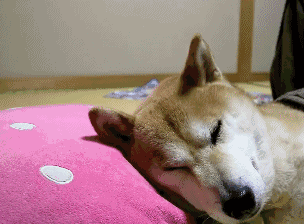 主人每晚都要哄柴犬睡觉,柴柴就跟小孩子一样,这一幕好温馨 主人每晚都要哄柴犬睡觉,柴柴就跟小孩子一样,这一幕好温馨