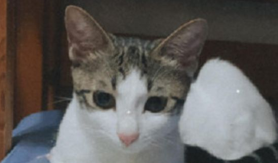 米桶传来恶臭,主人打开差点崩溃,猫竟然把这里当成猫砂盆 米桶传来恶臭,主人打开差点崩溃,猫竟然把这里当成猫砂盆