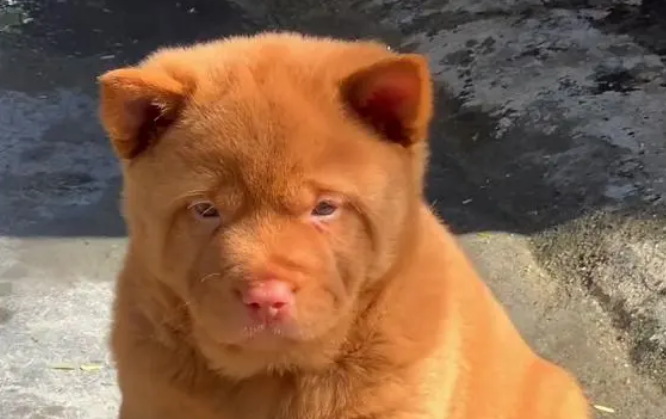 五红犬价格走势多少钱一只及图片
