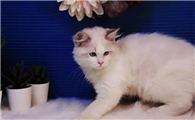 在居民楼开猫舍可以吗