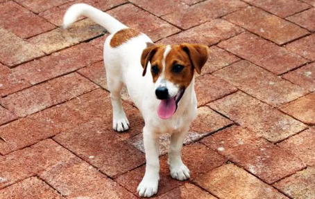 杰克罗素梗犬的排名 杰克罗素梗犬的排名