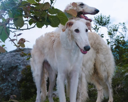 苏俄猎狼犬的体型比例战斗力