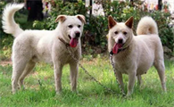 岛犬和丰山犬区别