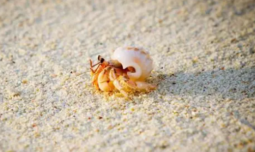 海洋深处的神秘生物:寄居蟹 海洋深处的神秘生物:寄居蟹