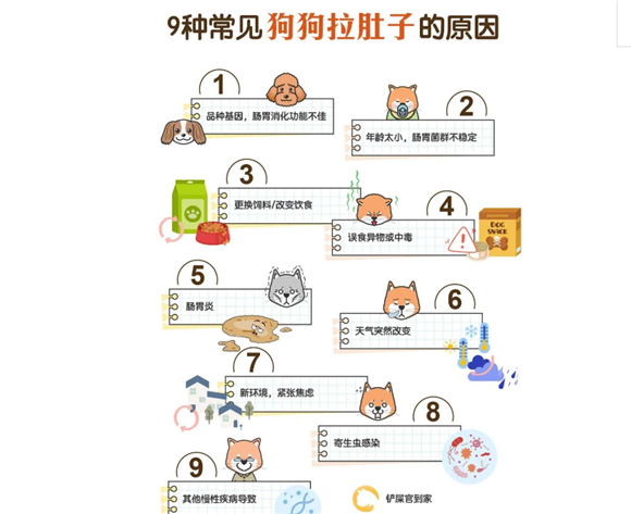 狗狗拉肚子怎麽办?秒懂9种常见原因、有效照顾的方式一次看懂 狗狗拉肚子怎麽办?秒懂9种常见原因、有效照顾的方式一次看懂