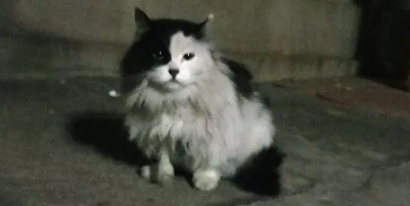 经常遇到这只小猫,给它吃了一次之后,它到点就来等着 经常遇到这只小猫,给它吃了一次之后,它到点就来等着