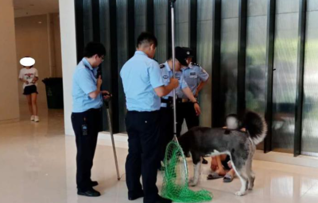 主人醉酒倒地 狗狗守护一夜不准人靠近 除了…… 主人醉酒倒地 狗狗守护一夜不准人靠近 除了……