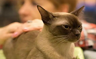 东奇尼猫守护神寓意含义