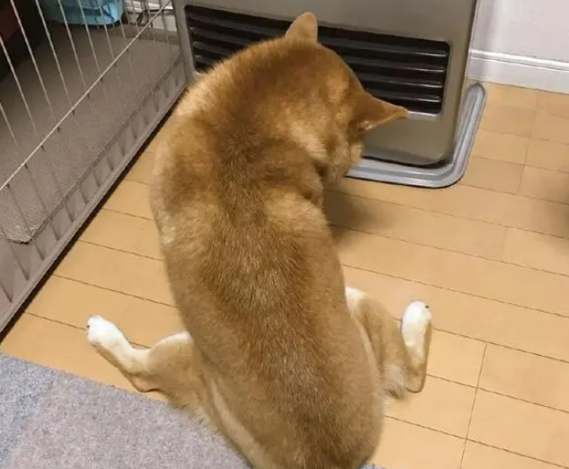 真绝情！一到冬天狗狗就跟小主人抢暖炉，柴犬：暖气面前无亲情