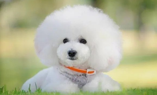 比熊犬的优缺点
