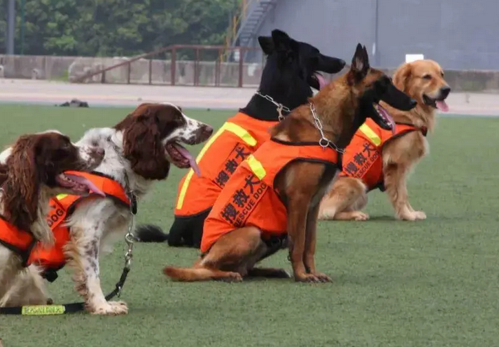 搜救犬训导员有编制吗