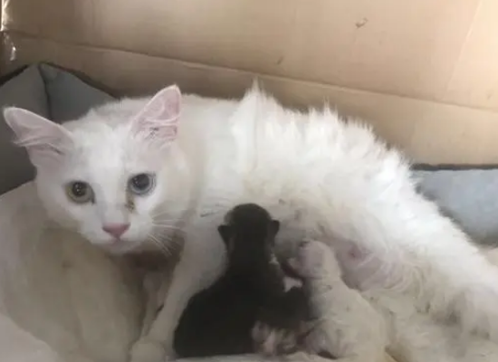 猫妈生了三只小猫,主人担心的猫界“李荣浩”,长大后完美逆袭 猫妈生了三只小猫,主人担心的猫界“李荣浩”,长大后完美逆袭