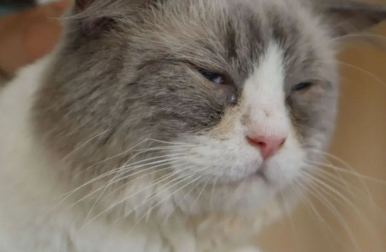 猫替人挡灾的表现? 猫替人挡灾的表现?