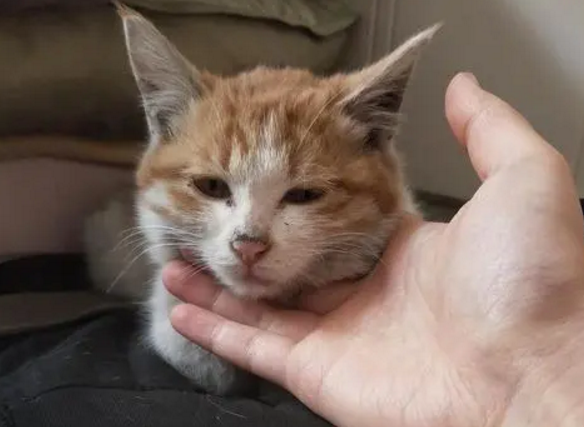 闹猫了是什么意思