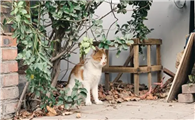 后院猫为什么不能养