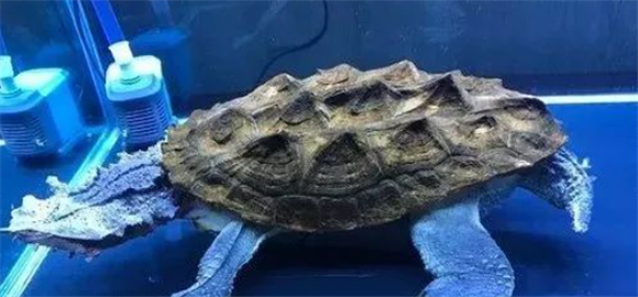 枯叶龟的简单饲养方式 枯叶龟的简单饲养方式