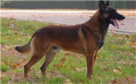 马里努阿犬能养吗