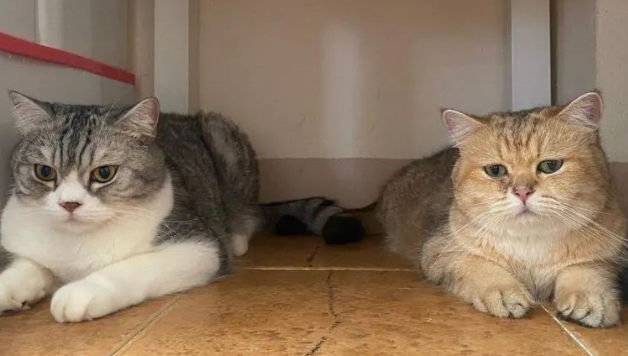猫咪竟拿生命“威胁”铲屎官,猫:再不给罐头我就... 猫咪竟拿生命“威胁”铲屎官,猫:再不给罐头我就...