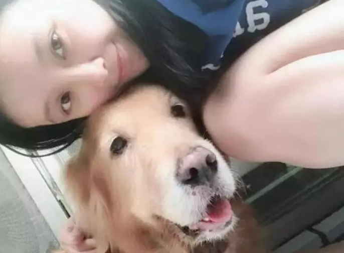 老金毛离世前撒娇不愿回家,主人:原来那是我们最后一次散步 老金毛离世前撒娇不愿回家,主人:原来那是我们最后一次散步