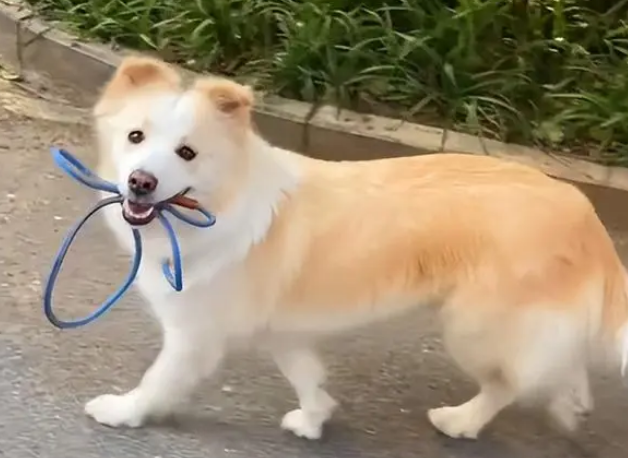 那个网红狗叫什么