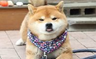 最近很火的那个狗