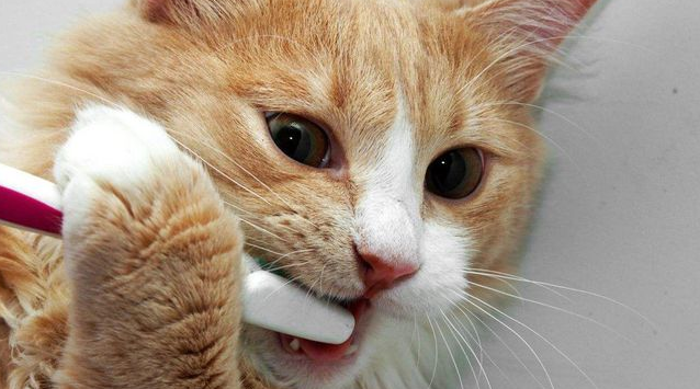 猫一直咬东西是不是饿了 猫一直咬东西是不是饿了