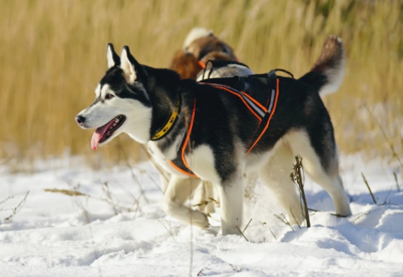 西伯利亚狼和西伯利亚雪橇犬