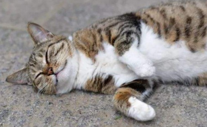 猫硬了还能活吗 猫硬了还能活吗
