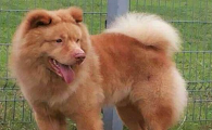 五红犬和五黑犬哪个好