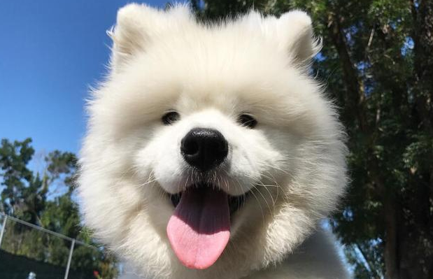 狗是真的狗兑换