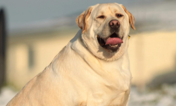30斤狗狗是大型犬吗