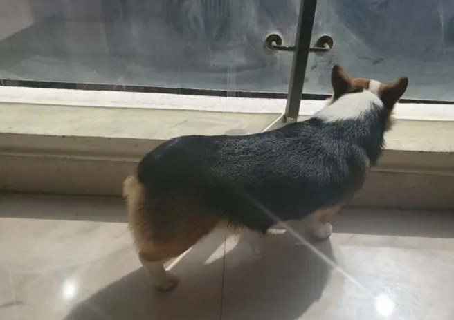 纯种三色柯基好吗